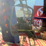 sky ride bear