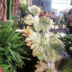 IMG_1612 IMG_1612