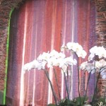 IMG_1616 IMG_1616