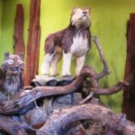IMG_1617 IMG_1617