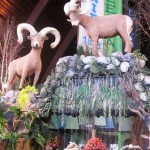 IMG_1618 IMG_1618