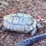 African Spurred Tortoise