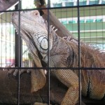 Green Iguana