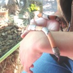 King Snake