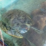 Red Eared Slider Turtle