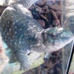Savannah Monitor