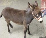 gidgetthedonkey