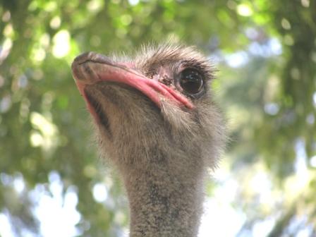 ostrich