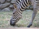 zebra1