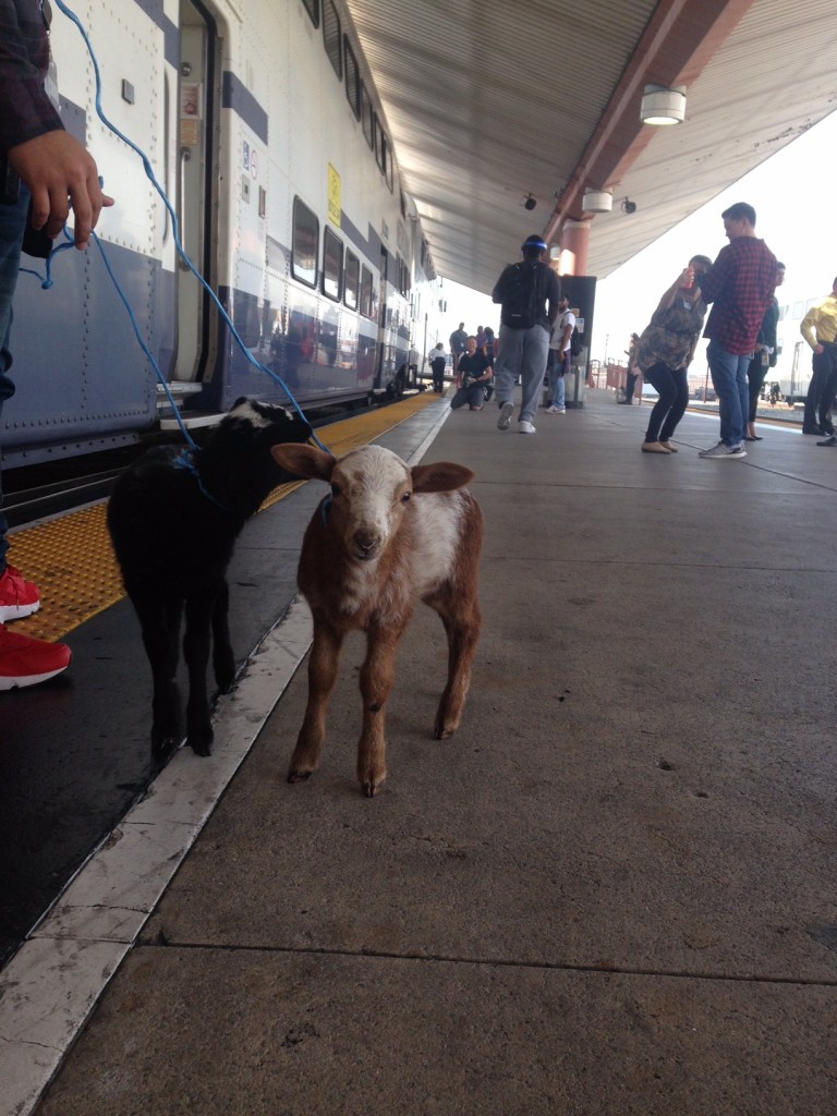 la county fair metrolink