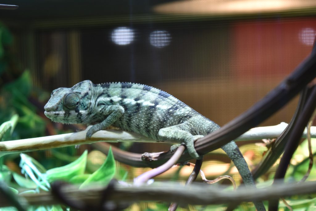 Ambilobe Panther Chameleon Babies For Sale– Roberson Reptiles